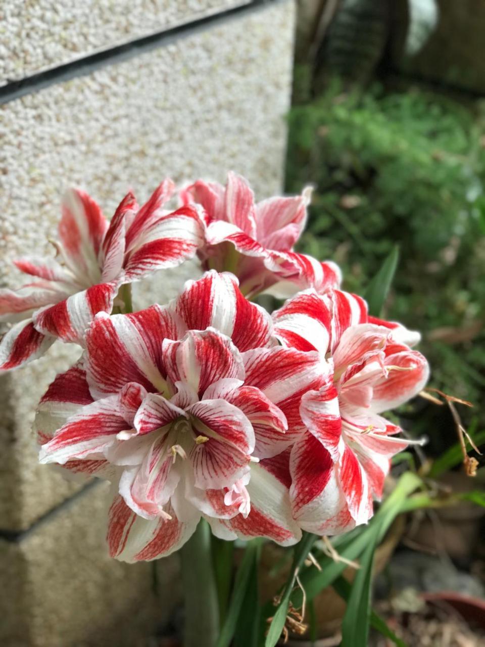 花蓮 達芙妮花園民宿 吉安郷 エクステリア 写真